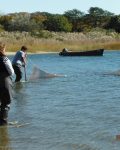 A Day in the Life of the Peconic Estuary