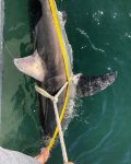 Collecting data on juvenile white shark.